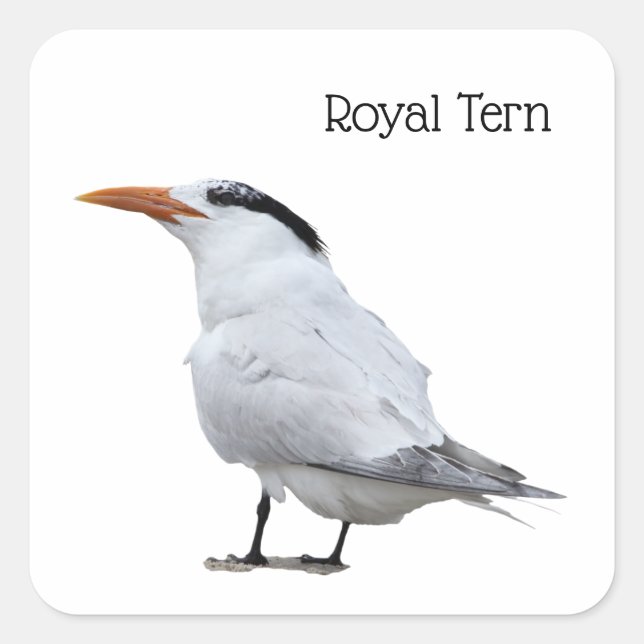 Royal Tern Square Sticker (Front)