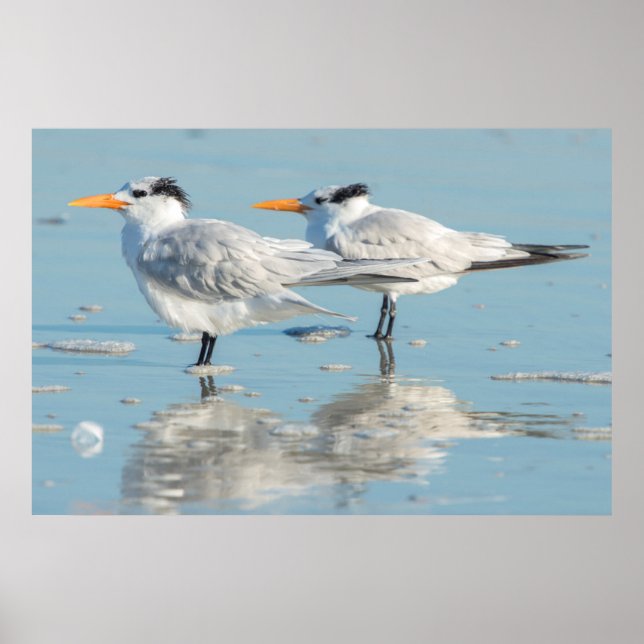 Royal Terns on beach Poster (Front)