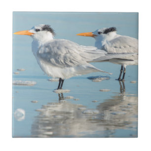 Royal Terns on beach Tile