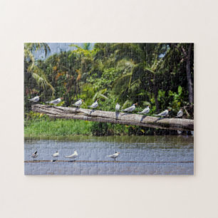Royal terns, Tortuguero river estuary - Costa Rica Jigsaw Puzzle