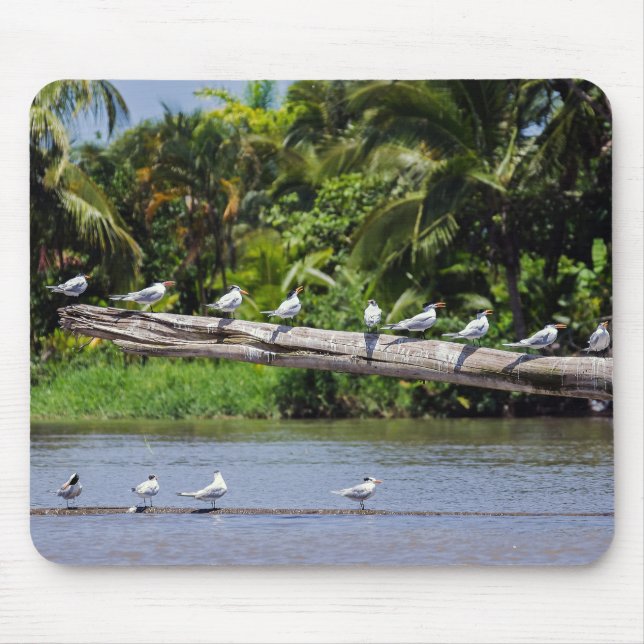 Royal terns, Tortuguero river estuary - Costa Rica Mouse Pad (Front)