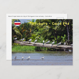 Royal terns, Tortuguero river estuary - Costa Rica Postcard