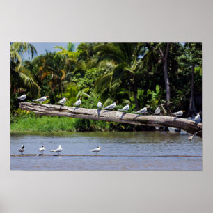 Royal terns, Tortuguero river estuary - Costa Rica Poster