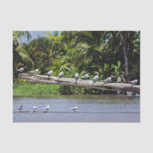 Royal terns, Tortuguero river estuary - Costa Rica Tissue Paper