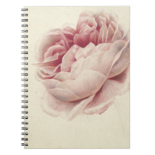 Roze Roos (1792) – Timeless Vintage Botanical Art Notebook