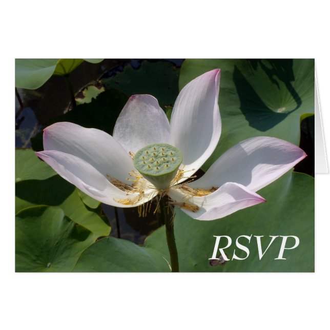 RSVP (Front Horizontal)