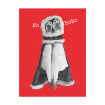 Rubber chicken Santa Postcard