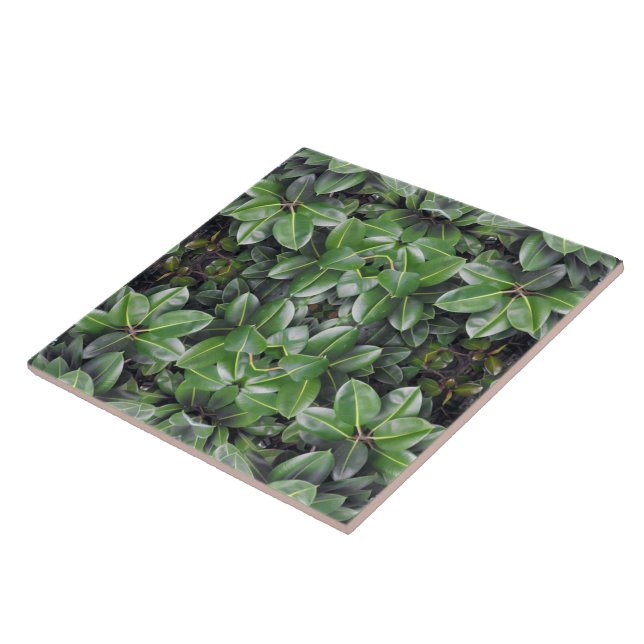Rubber Tree Leaf Pattern Ceramic Tile (Side)