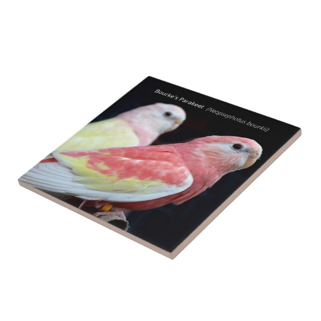 Rubino Bourke's Parakeet Ceramic Tile (Side)