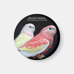 Rubino Bourke's Parakeet Magnet