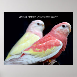 Rubino Bourke's Parakeet Poster