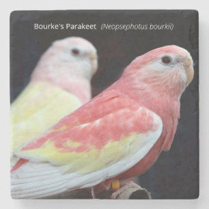 Rubino Bourke's Parakeet Stone Coaster