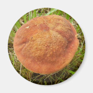 Ruby Bolete Mushroom Magnet