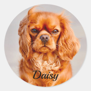 Ruby Cavalier King Charles Spaniel Dog Classic Round Sticker