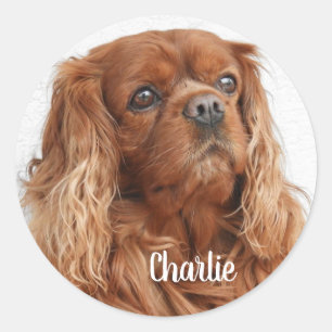 Ruby Cavalier King Charles Spaniel Dog Classic Round Sticker
