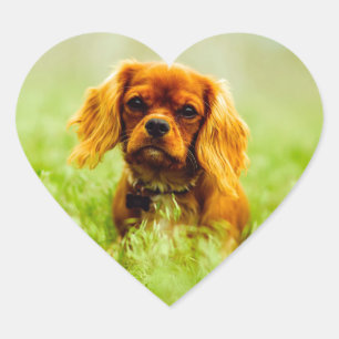 Ruby Cavalier King Charles Spaniel Dog Heart Sticker