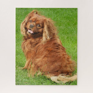 Ruby Cavalier King Charles Spaniel Dog Jigsaw Puzz Jigsaw Puzzle