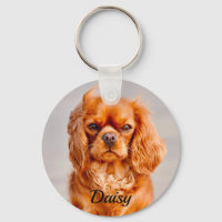 Ruby Cavalier King Charles Spaniel Dog