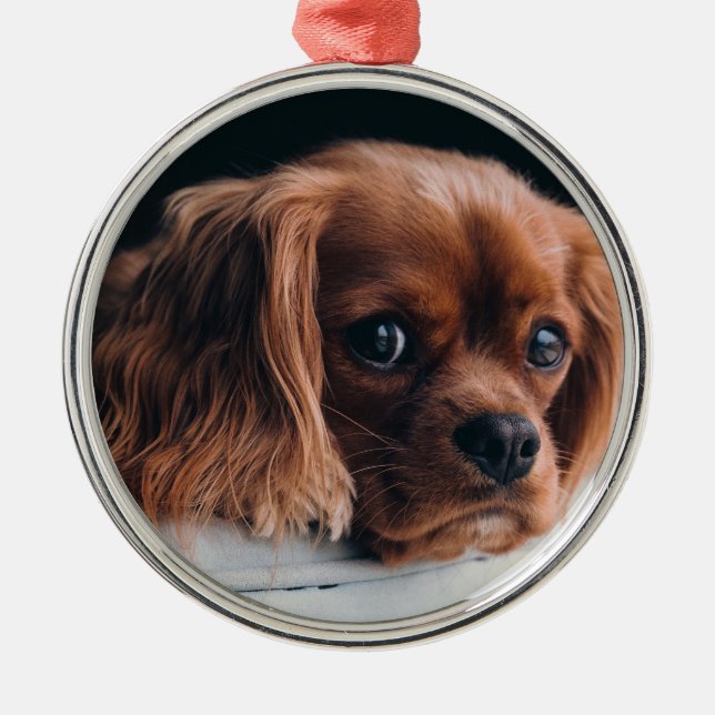 Ruby Cavalier King Charles Spaniel Dog Metal Ornament (Front)