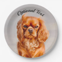 Ruby Cavalier King Charles Spaniel Dog