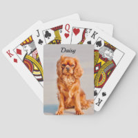 Ruby Cavalier King Charles Spaniel Dog