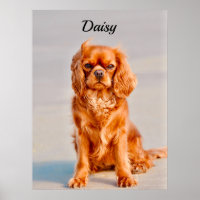 Ruby Cavalier King Charles Spaniel Dog