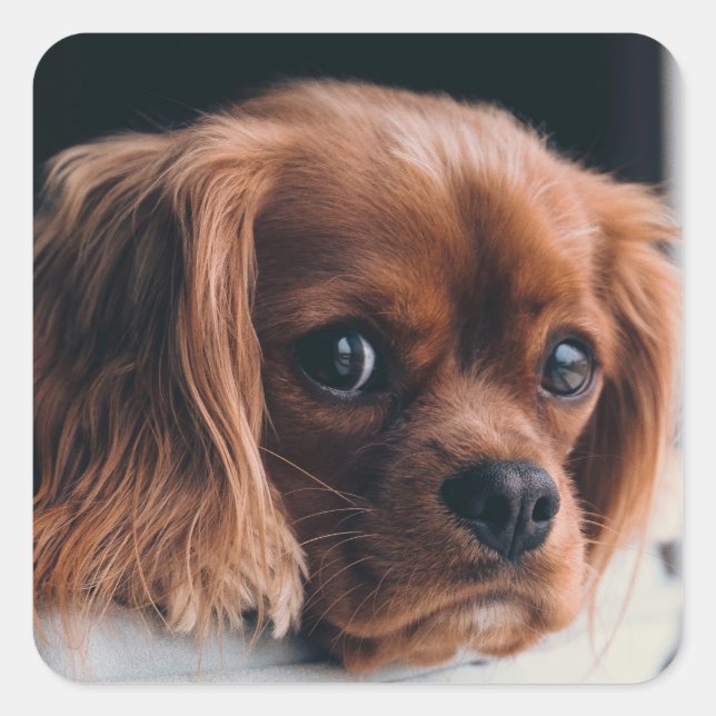 Ruby Cavalier King Charles Spaniel Dog Square Sticker (Front)