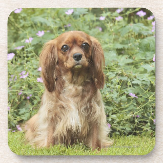 Ruby Cavalier King Charles Spaniel in the grass Coaster (Front)