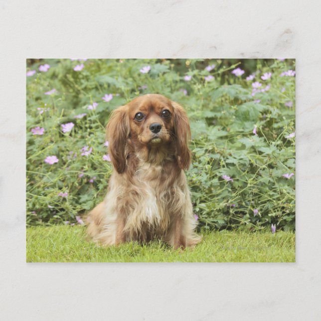 Ruby Cavalier King Charles Spaniel in the grass Postcard (Front)