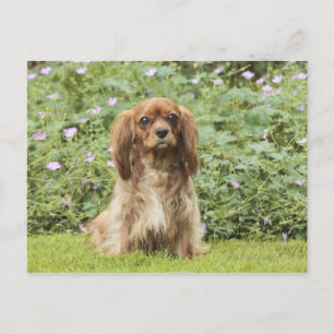 Ruby Cavalier King Charles Spaniel in the grass Postcard