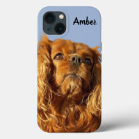 Ruby Cavalier King Charles Spaniel Puppy Dog Blue