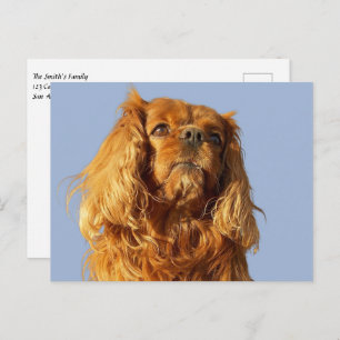Ruby Cavalier King Charles Spaniel Puppy Dog Blue Postcard
