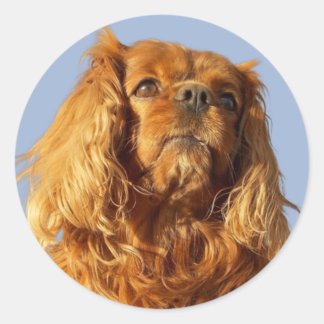 Ruby Cavalier King Charles Spaniel Puppy Dog  Classic Round Sticker (Front)