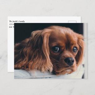 Ruby Cavalier King Charles Spaniel Puppy Dog Postcard
