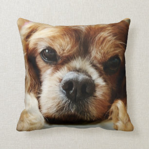 Ruby Cavalier Pillow 16x16