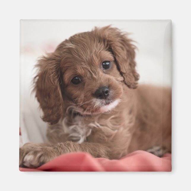 Ruby Cavapoo Puppy Dog Magnet (Front)