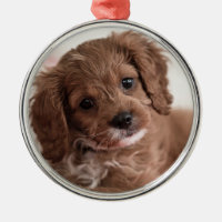 Ruby Cavapoo Puppy Dog