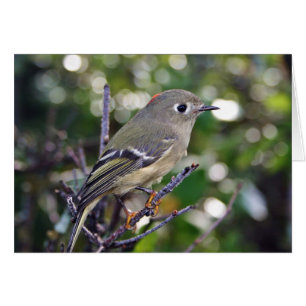 Ruby-crowned Kinglet