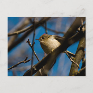 Ruby Crowned Kinglet 02 Postcard
