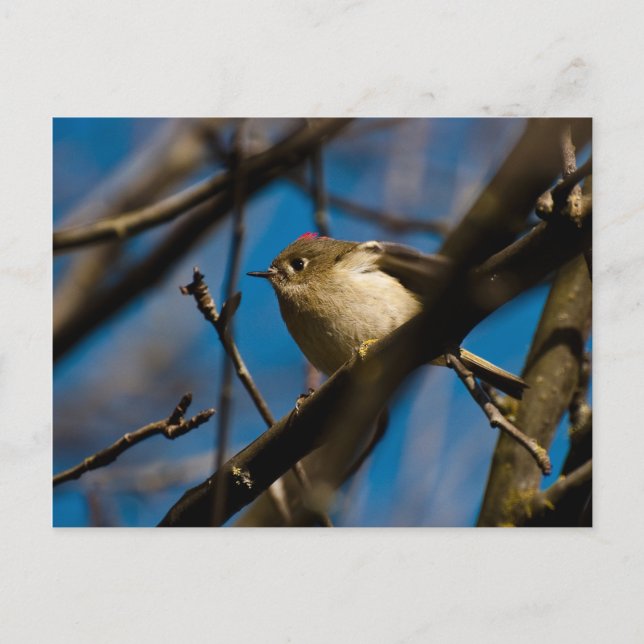 Ruby Crowned Kinglet 02 Postcard (Front)
