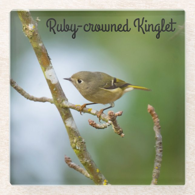 Ruby crowned kinglet glass coaster (Front)