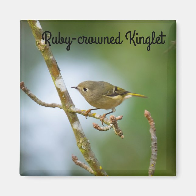 Ruby Crowned Kinglet Magnet (Front)