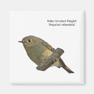 Ruby-Crowned Kinglet Magnet