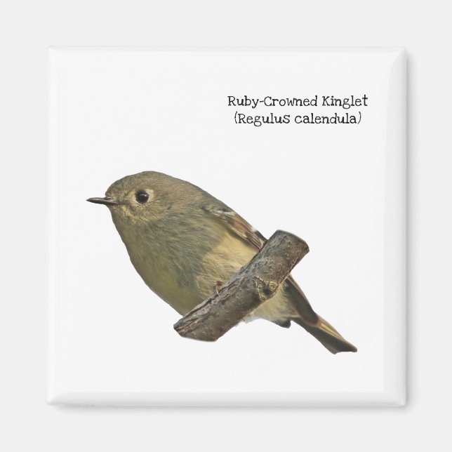 Ruby-Crowned Kinglet Magnet (Front)
