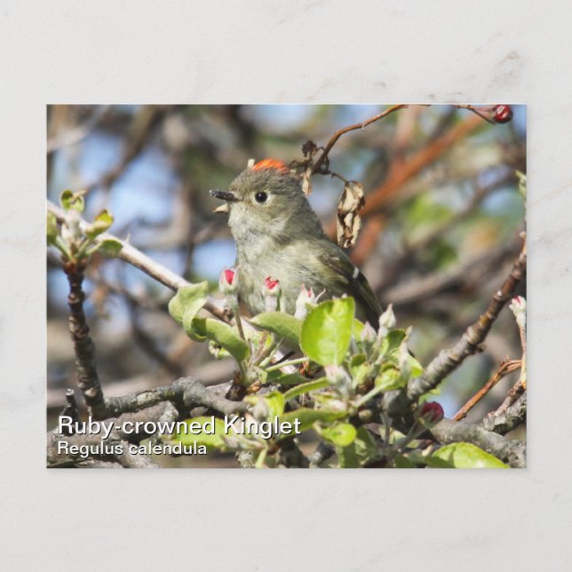 Ruby-crowned Kinglet Postcard (Front)