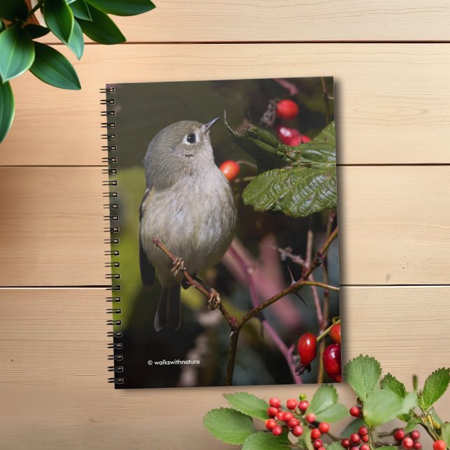 Ruby-Crowned Kinglet Songbird on Hawthorn Bush Notebook (Ruby-Crowned Kinglet in the Wild Blackberry Patch Journal Cover Photo)
