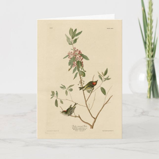 Ruby crowned Wren (Kinglet) Audubon Birds America Card (Front)