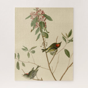 Ruby crowned Wren (Kinglet) Audubon Birds America Jigsaw Puzzle