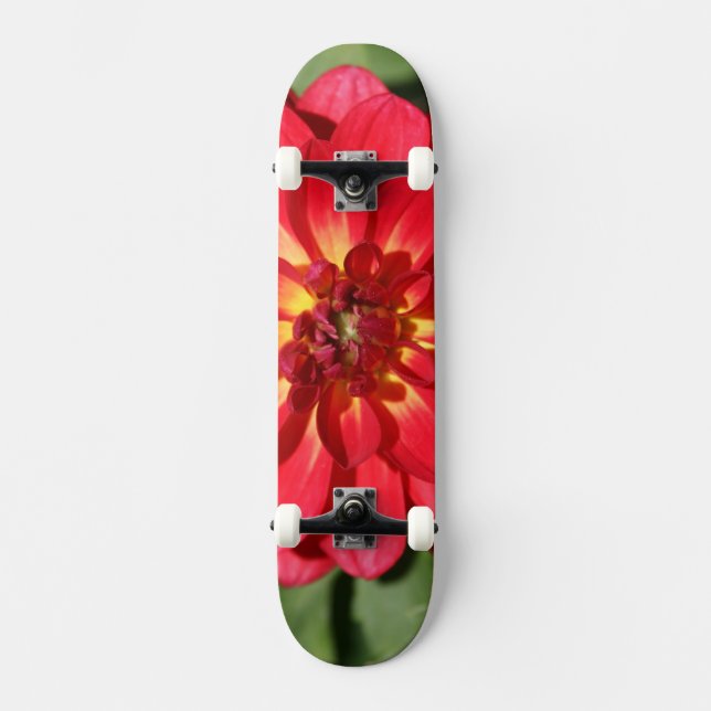 Ruby Red Dahlia Flower Two Skateboard (Front)