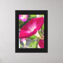 Ruby Red Morning Glory
